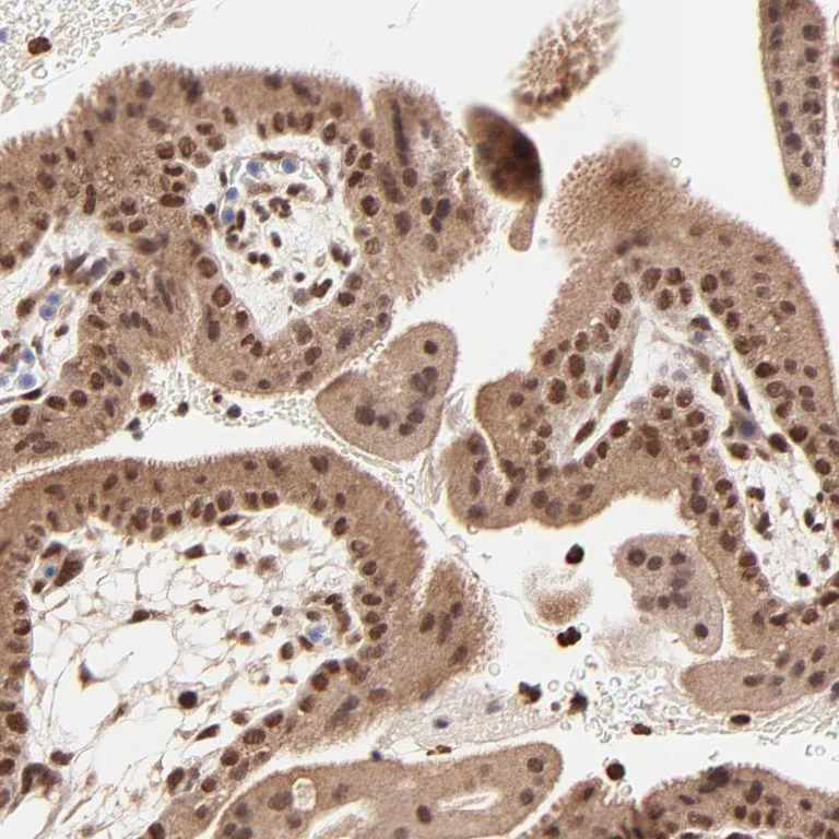 Immunohistochemistry (Formalin/PFA-fixed paraffin-embedded sections) - Anti-MED12 Antibody (AB327176)