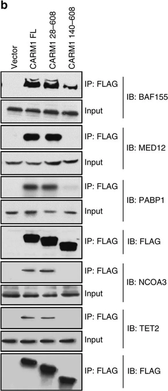 Western blot - Anti-MED12 antibody (AB70842)