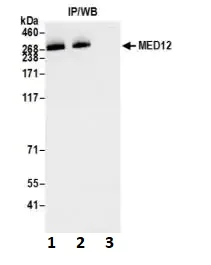 Immunoprecipitation - Anti-MED12 antibody [BLR084G] (AB275962)