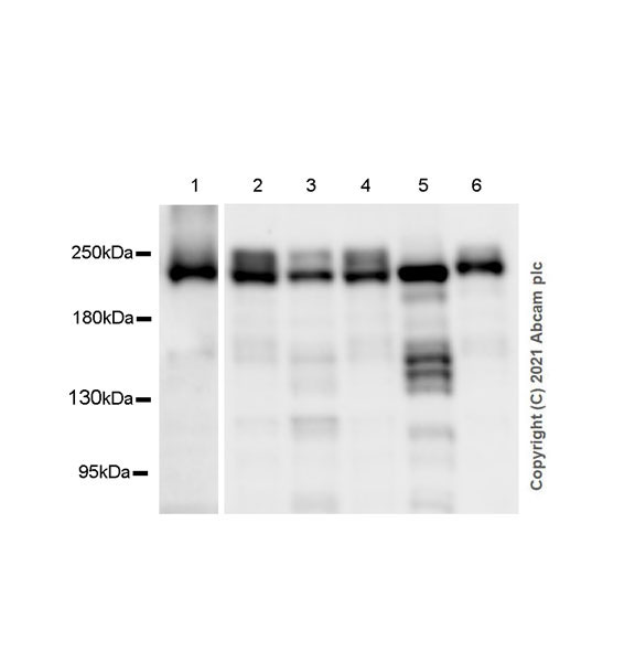 Western blot - Anti-MED12 antibody [EPR25211-36] (AB300154)