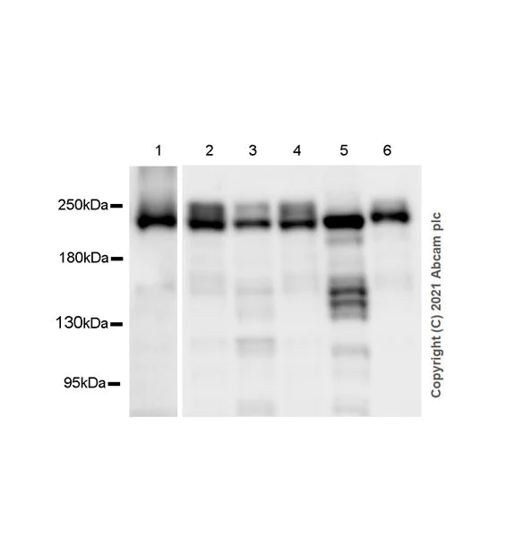 Western blot - Anti-MED12 antibody [EPR25211-36] (AB300154)