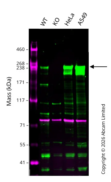 Western blot - Anti-MED12 antibody [EPR25211-36] (AB300154)