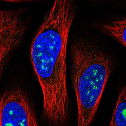 Immunocytochemistry/ Immunofluorescence - Anti-MED12L antibody (AB122368)