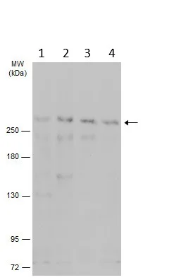 Western blot - Anti-MED13/GCT antibody (AB229717)