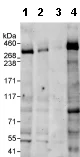 Western blot - Anti-MED13/GCT antibody (AB76923)