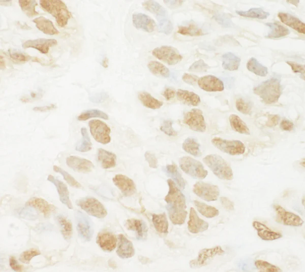 Immunohistochemistry (Formalin/PFA-fixed paraffin-embedded sections) - Anti-MED13L antibody (AB87831)