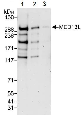 Western blot - Anti-MED13L antibody (AB87831)