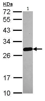 Western blot - Anti-MED18 antibody (AB228887)