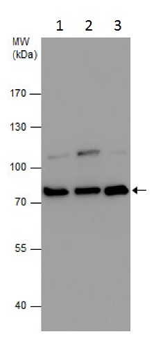 Western blot - Anti-MED25 antibody (AB229319)