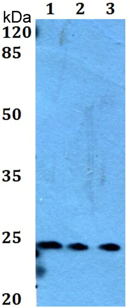 Western blot - Anti-MED29/med2 antibody (AB192309)