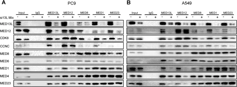 Western blot - Anti-MED4 antibody [EPR7816] (AB129170)