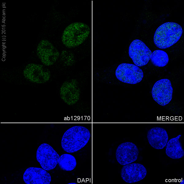 Immunocytochemistry/ Immunofluorescence - Anti-MED4 antibody [EPR7816] - BSA and Azide free (AB248327), expandable thumbnail