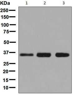 Western blot - Anti-MED4 antibody [EPR7816] - BSA and Azide free (AB248327), expandable thumbnail