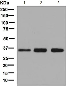 Western blot - Anti-MED4 antibody [EPR7816] - BSA and Azide free (AB248327)