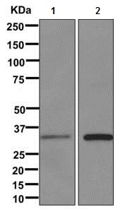 Western blot - Anti-MED6 antibody [EPR12107] - BSA and Azide free (AB249702)