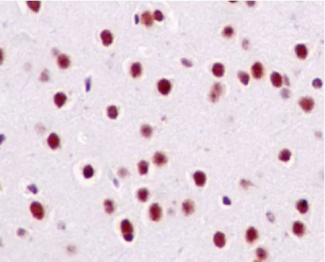 Immunohistochemistry (Formalin/PFA-fixed paraffin-embedded sections) - Anti-MED7 antibody [EPR15410] - BSA and Azide free (AB250909)