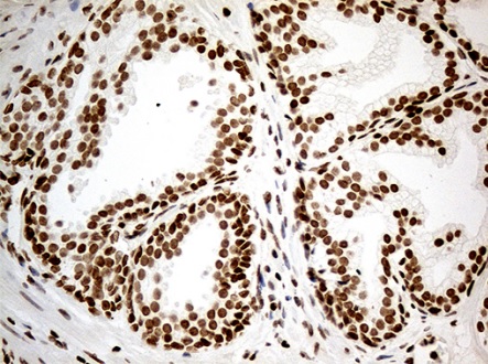Immunohistochemistry (Formalin/PFA-fixed paraffin-embedded sections) - Anti-MED9 antibody [OTI7F11] (AB236399), expandable thumbnail