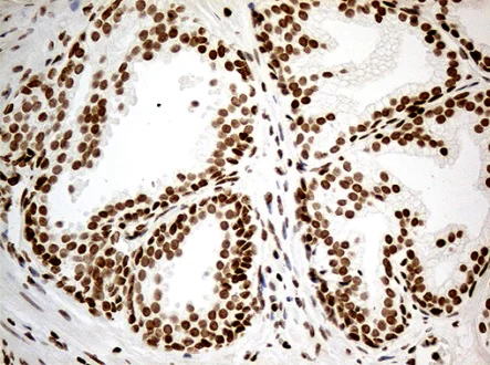 Immunohistochemistry (Formalin/PFA-fixed paraffin-embedded sections) - Anti-MED9 antibody [OTI7F11] (AB236399)