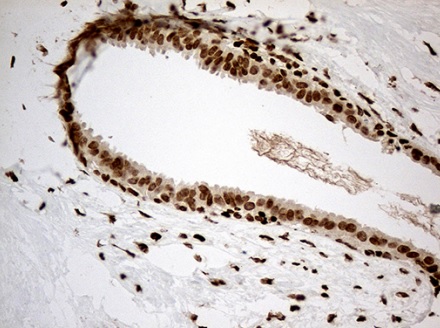 Immunohistochemistry (Formalin/PFA-fixed paraffin-embedded sections) - Anti-MED9 antibody [OTI7F11] (AB236399), expandable thumbnail