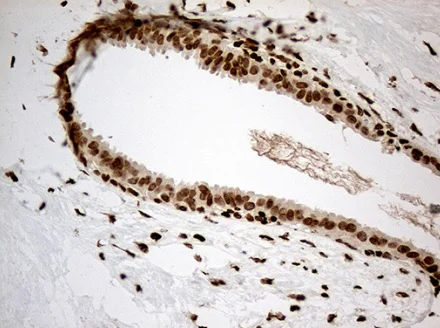 Immunohistochemistry (Formalin/PFA-fixed paraffin-embedded sections) - Anti-MED9 antibody [OTI7F11] (AB236399)