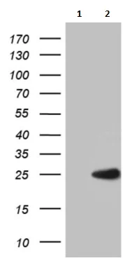 Western blot - Anti-MED9 antibody [OTI7F11] (AB236399)