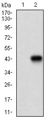 Western blot - Anti-MEF2A antibody [2F9H2] (AB181494)