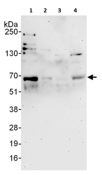 Western blot - Anti-MEF2A antibody (AB264329)