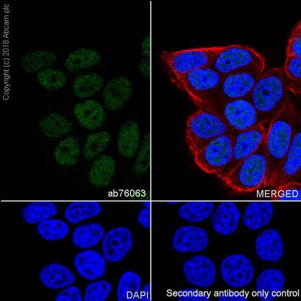 Immunocytochemistry/ Immunofluorescence - Anti-MEF2A antibody [EP1706Y] (AB76063), expandable thumbnail