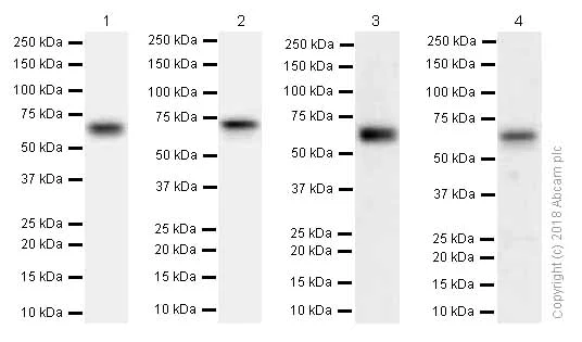 Western blot - Anti-MEF2A antibody [EP1706Y] (AB76063)