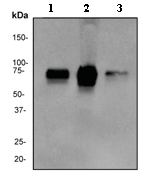 Western blot - Anti-MEF2A antibody [EP1706Y] (AB76063), expandable thumbnail