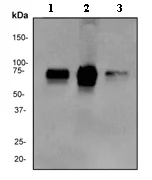 Western blot - Anti-MEF2A antibody [EP1706Y] (AB76063)