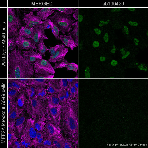 Immunocytochemistry/ Immunofluorescence - Anti-MEF2A antibody [EPR1451] (AB109420)