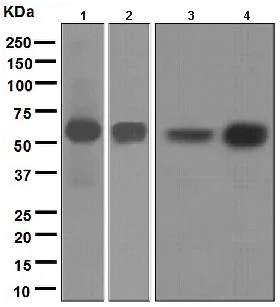 Western blot - Anti-MEF2A antibody [EPR1451] (AB109420)