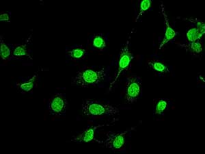 Immunocytochemistry/ Immunofluorescence - Anti-MEF2A antibody [EPR1451] - BSA and Azide free (AB247854), expandable thumbnail