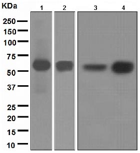 Western blot - Anti-MEF2A antibody [EPR1451] - BSA and Azide free (AB247854), expandable thumbnail