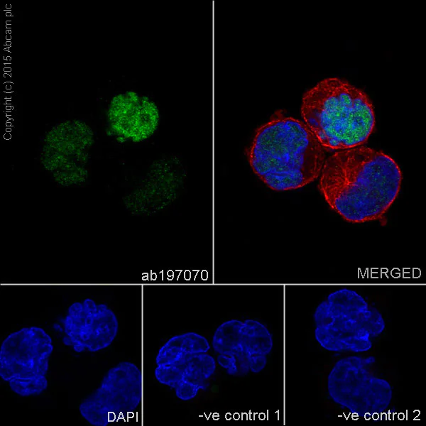 Immunocytochemistry/ Immunofluorescence - Anti-MEF2A + MEF2C antibody [EPR19089-34] (AB197070)