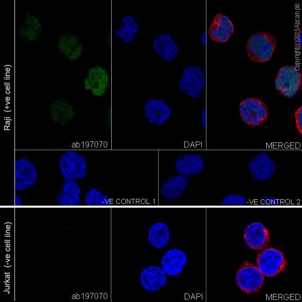 Immunocytochemistry/ Immunofluorescence - Anti-MEF2A + MEF2C antibody [EPR19089-34] (ab197070), expandable thumbnail