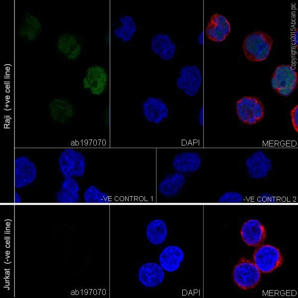 Immunocytochemistry/ Immunofluorescence - Anti-MEF2A + MEF2C antibody [EPR19089-34] (AB197070)