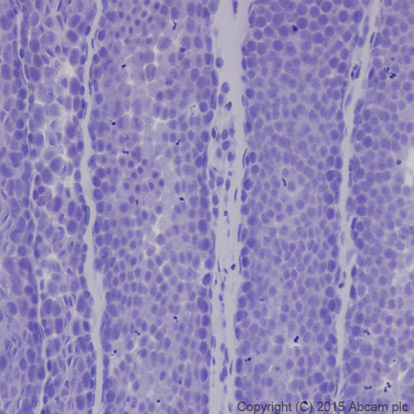 Immunohistochemistry (Formalin/PFA-fixed paraffin-embedded sections) - Anti-MEF2A + MEF2C antibody [EPR19089-34] (ab197070), expandable thumbnail