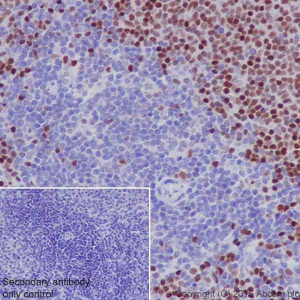 Immunohistochemistry (Formalin/PFA-fixed paraffin-embedded sections) - Anti-MEF2A + MEF2C antibody [EPR19089-34] (ab197070), expandable thumbnail