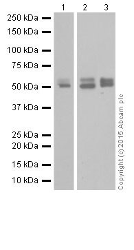 Western blot - Anti-MEF2A + MEF2C antibody [EPR19089-34] (AB197070), expandable thumbnail