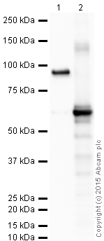 Western blot - Anti-MEF2A + MEF2C antibody [EPR19089-34] (AB197070), expandable thumbnail