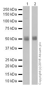 Western blot - Anti-MEF2A + MEF2C antibody [EPR19089-34] (ab197070), expandable thumbnail