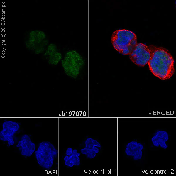 Immunocytochemistry/ Immunofluorescence - Anti-MEF2A + MEF2C antibody [EPR19089-34] - BSA and Azide free (AB238446)