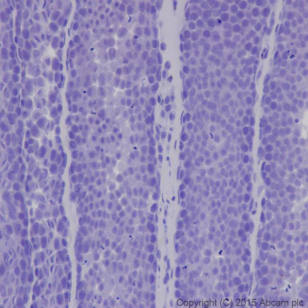 Immunohistochemistry (Formalin/PFA-fixed paraffin-embedded sections) - Anti-MEF2A + MEF2C antibody [EPR19089-34] - BSA and Azide free (AB238446)
