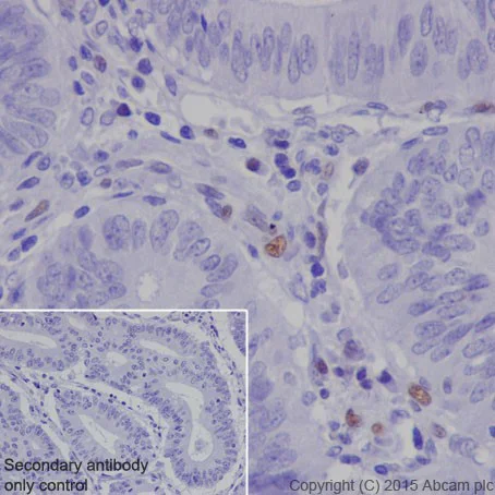 Immunohistochemistry (Formalin/PFA-fixed paraffin-embedded sections) - Anti-MEF2A + MEF2C antibody [EPR19089-34] - BSA and Azide free (AB238446)