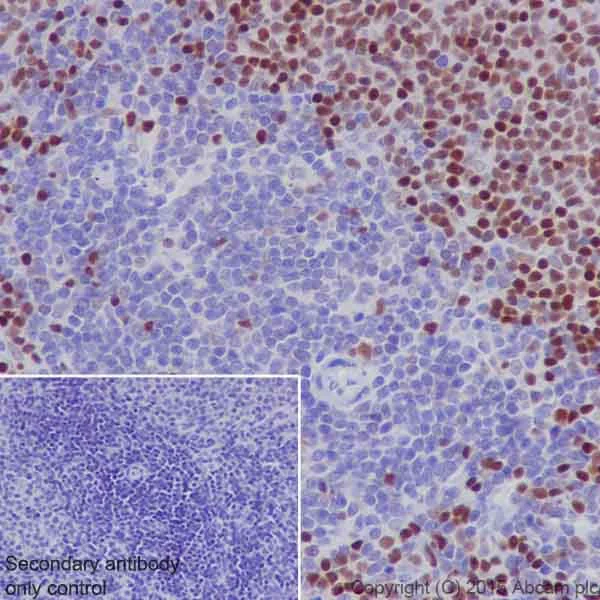 Immunohistochemistry (Formalin/PFA-fixed paraffin-embedded sections) - Anti-MEF2A + MEF2C antibody [EPR19089-34] - BSA and Azide free (AB238446)