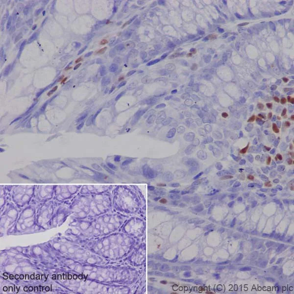 Immunohistochemistry (Formalin/PFA-fixed paraffin-embedded sections) - Anti-MEF2A + MEF2C antibody [EPR19089-34] - BSA and Azide free (AB238446)