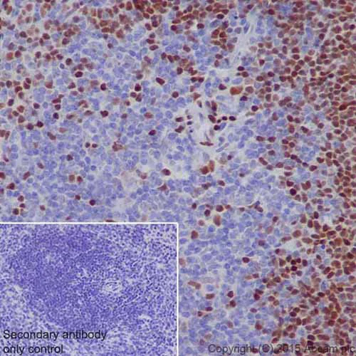 Immunohistochemistry (Formalin/PFA-fixed paraffin-embedded sections) - Anti-MEF2A + MEF2C antibody [EPR19089-34] - BSA and Azide free (AB238446)