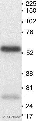 Western blot - Anti-MEF2A (phospho T312) antibody (AB30644), expandable thumbnail